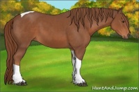 Horse Color:Chestnut Tobiano