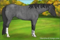 Horse Color:Smoky Blue Roan 