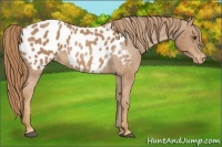 Horse Color:Chestnut Appaloosa