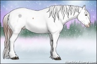 Horse Color:White Spotted Bay Splash Appaloosa Rabicano