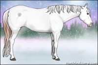 Horse Color:White Spotted Bay Splash Appaloosa Rabicano 