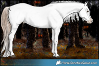 Horse Color:Liver Chestnut Appaloosa