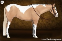 Horse Color:Gold Champagne Splash Tobiano