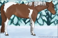 Horse Color:Chestnut Tobiano