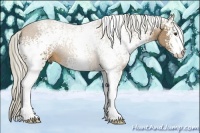 Horse Color:White Spotted Palomino Sabino