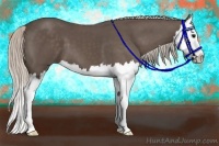 Horse Color:Silver Black Splash 
