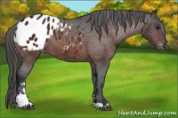 Horse Color:Bay Sabino Appaloosa