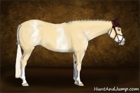 Horse Color:White Spotted Gold Cream Champagne