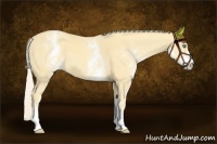 Horse Color:White Spotted Gold Cream Champagne 