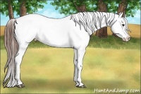 Horse Color:Chestnut Appaloosa and Chestnut Appaloosa