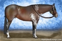 Horse Color:White Spotted Bay 