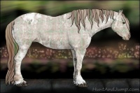 Horse Color:Plaid  Chestnut Ice Sabino Appaloosa 