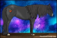 Horse Color:Smoky Black