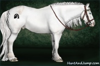 Horse Color:Silver Buckskin Pearl Appaloosa 