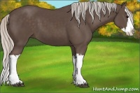 Horse Color:Silver Black Splash
