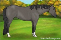 Horse Color:Grullo