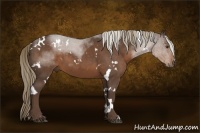 Horse Color:White Spotted Liver Chestnut 