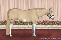 Horse Color:Red Dun Roan Splash Frame Rabicano