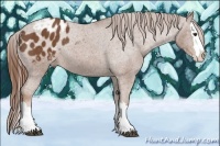 Horse Color:Chestnut Sabino Splash Appaloosa Rabicano