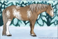 Horse Color:White Spotted Chocolate Palomino 