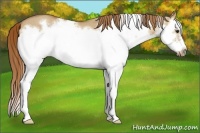 Horse Color:Red Dun Roan Splash Frame Rabicano 