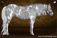 Horse Color:White Spotted Silver Grullo Chinchilla