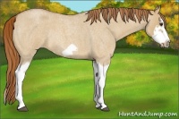 Horse Color:Red Dun Roan Splash Frame Rabicano