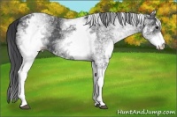 Horse Color:White Spotted Black
