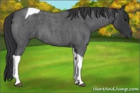 Horse Color:Blue Roan Tobiano 