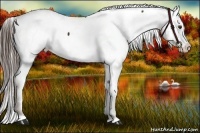 Horse Color:Liver Chestnut Appaloosa 