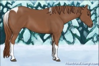 Horse Color:Chestnut Tobiano