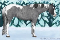 Horse Color:Blue Roan Splash Tobiano