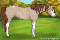 Horse Color:Red Dun Roan Splash Frame Rabicano 