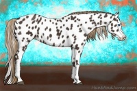 Horse Color:Liver Chestnut Splash Frame Appaloosa