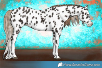 Horse Color:Liver Chestnut Splash Frame Appaloosa 