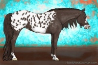 Horse Color:Liver Chestnut Frame Appaloosa 