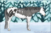 Horse Color:Liver Chestnut Splash Appaloosa 