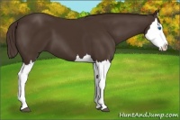 Horse Color:Liver Chestnut Splash 