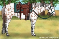 Horse Color:Bay Roan Leopard 