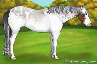 Horse Color:White Spotted Brown Roan Splash Appaloosa 