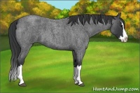 Horse Color:Blue Roan Splash 