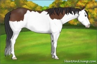 Horse Color:Bay Splash 
