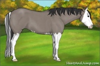 Horse Color:Grullo Roan Splash 