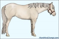 Horse Color:Chocolate Palomino Pearl Dun 