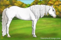 Horse Color:Liver Red Dun Sabino Splash 
