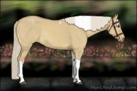 Horse Color:Palomino Dun Tobiano Rabicano