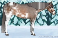 Horse Color:White Spotted Brown Splash Frame Appaloosa