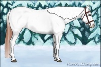 Horse Color:Bay Dun Splash Tobiano Appaloosa 