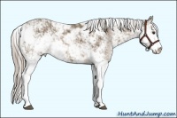 Horse Color:Chocolate Palomino Sabino 