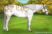 Horse Color:White Spotted Bay Dun Splash Frame Appaloosa 